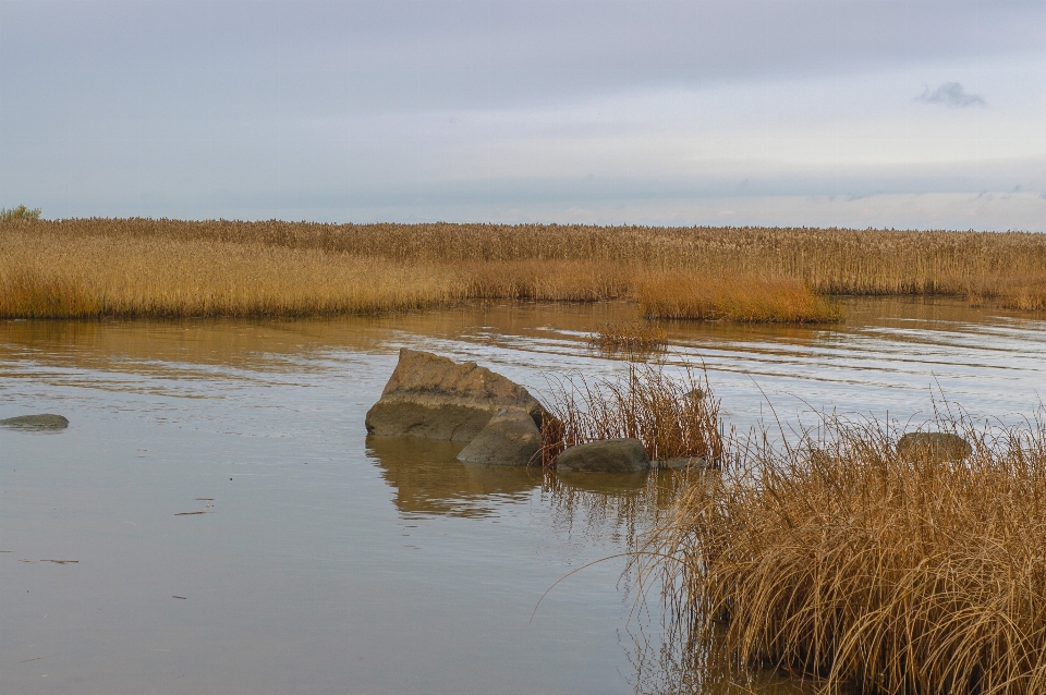 Image natural landscape environment marsh