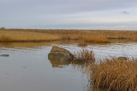 Image natural landscape environment marsh Photo