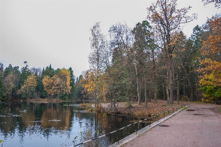 Image tree nature natural landscape Photo