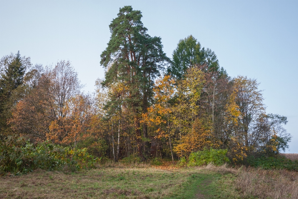 Image arbre paysage naturel
 plante ligneuse
