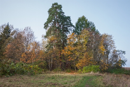 画像 木 自然の風景
 木本植物
 写真