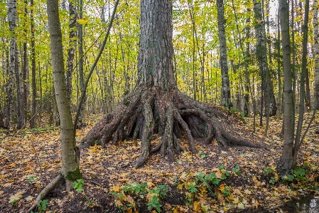 Image tree forest woodland Photo