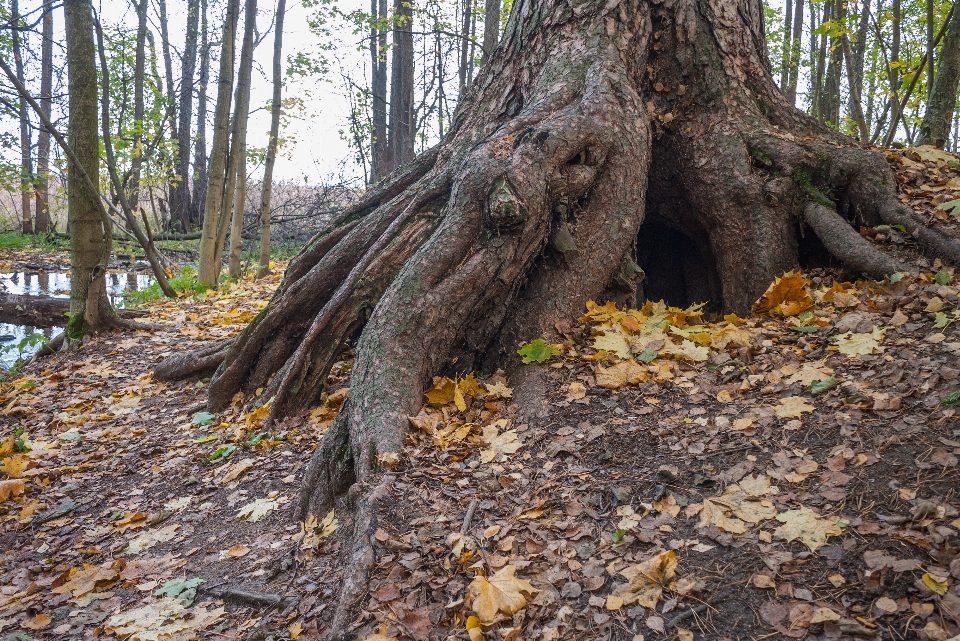 Image tree trunk old growth forest