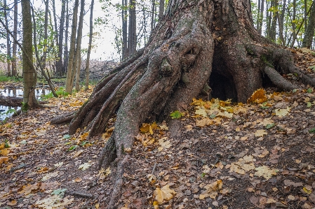 Image tree trunk old growth forest Photo