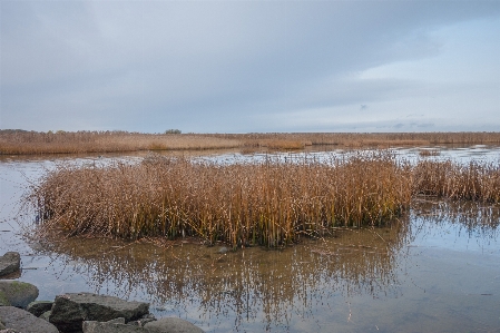 Image natural landscape marsh freshwater Photo