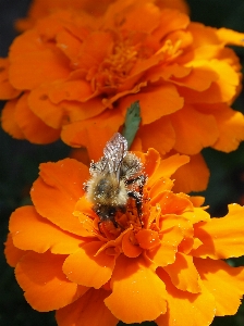 Pollen blume honigbiene blütenblatt Foto