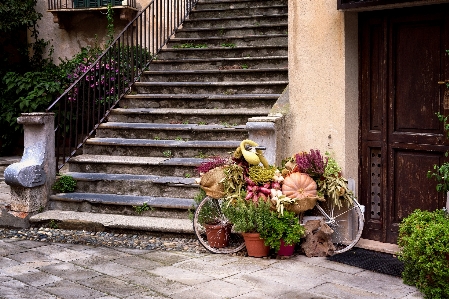 Property wall flower house Photo