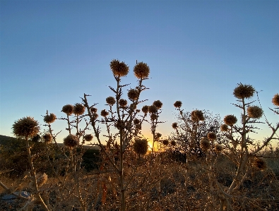 Sunset evening nature sun Photo