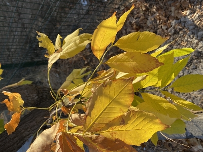 Blätter baum herbst natur Foto