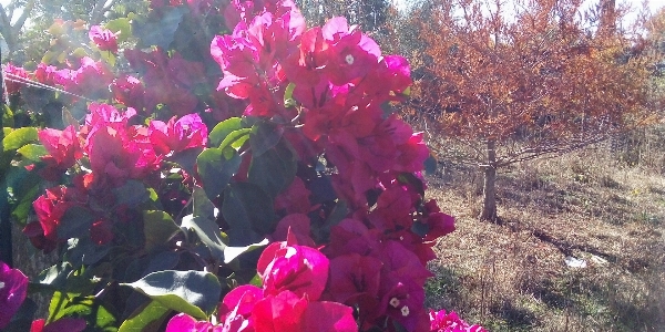 Santa ritas autum flower flowering plant Photo