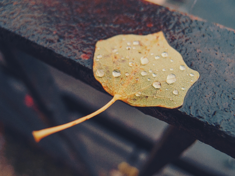 Image leaf sky water