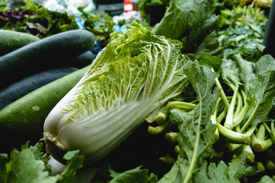 Vegetable food leaf romaine lettuce