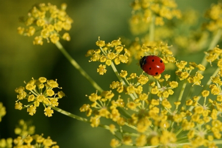 Flower yellow plant insect Photo