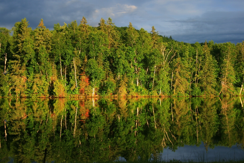 Natur betrachtung baum natürliche landschaft
