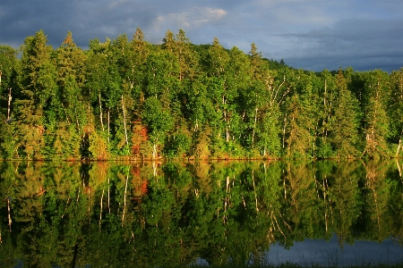 Nature reflection tree natural landscape Photo