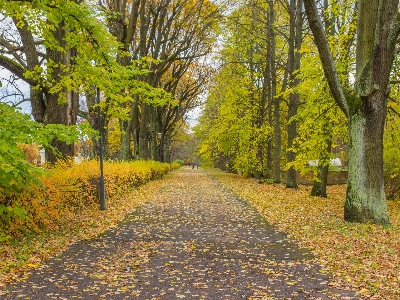 Image tree natural landscape nature Photo