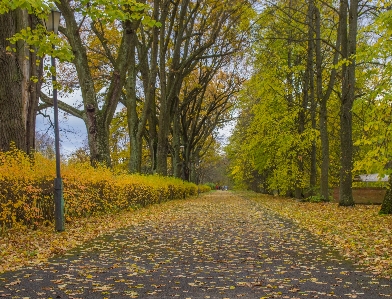 Image tree natural landscape leaf Photo