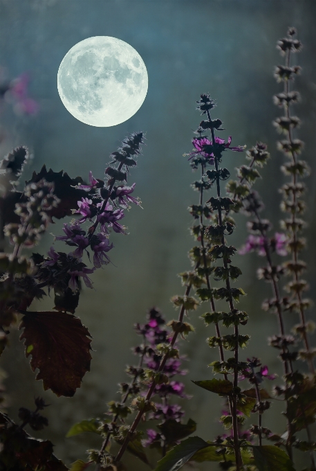 Moon flowers basil evening