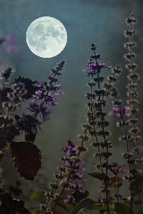 Moon flowers basil evening Photo