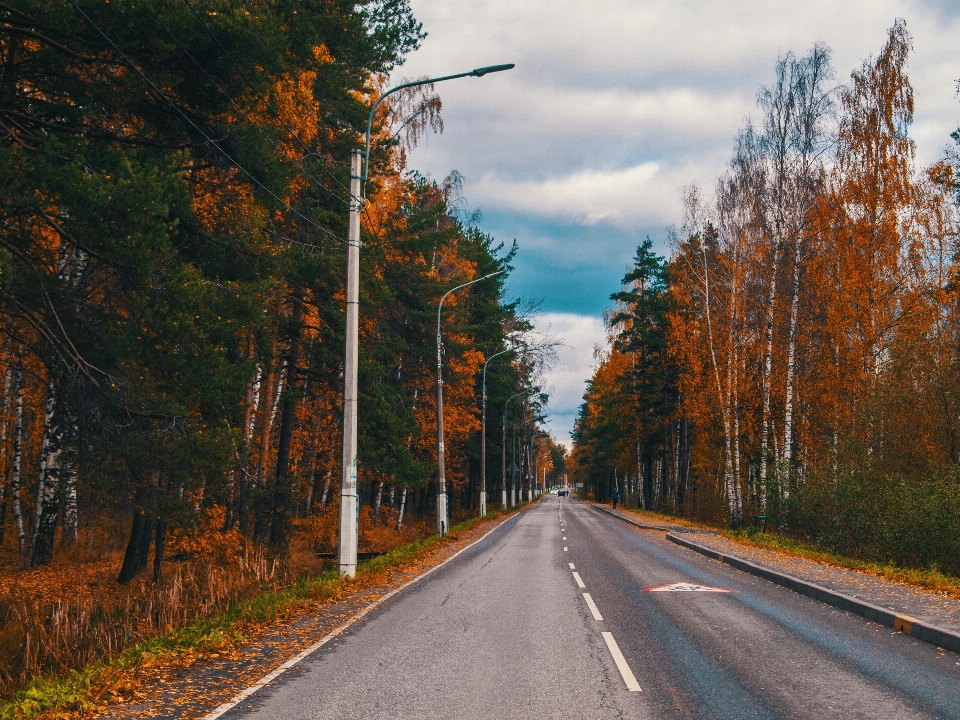 Image road tree leaf