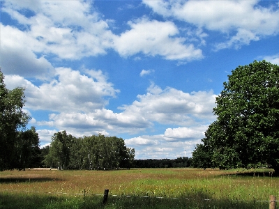 Tree meadow heather sky Photo