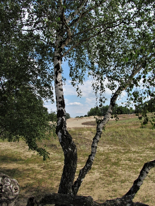 Ağaç huş ağacı
 orman kumdan tepe
