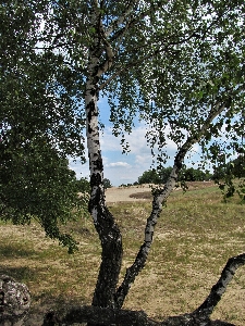 Tree birch forest dune Photo