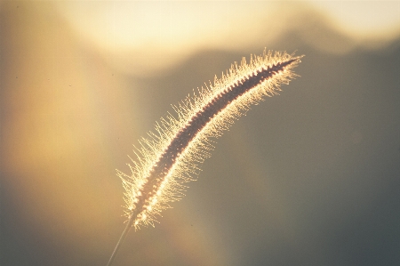 Weeds nature sky light Photo