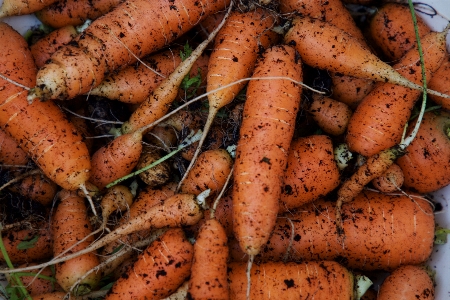 Carrot root vegetable food Photo