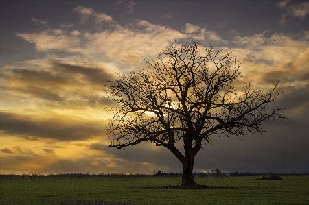 Sky tree natural landscape nature Photo