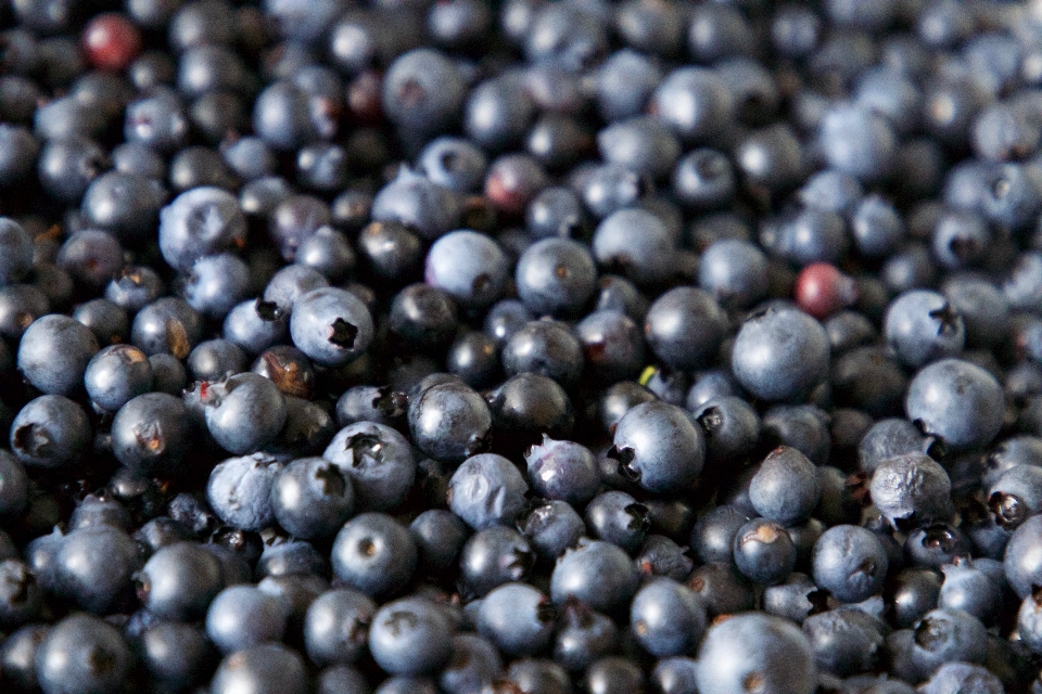 Heidelbeere
 beere natürliche lebensmittel
 frucht