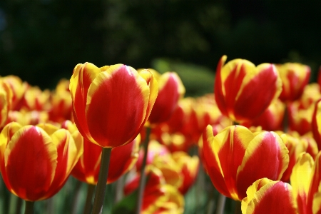 Flower flowering plant petal tulip Photo