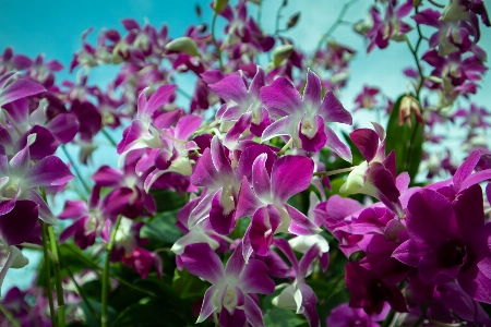 Plant flower purple petal Photo