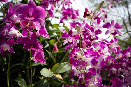 植物 花 紫 花弁 写真