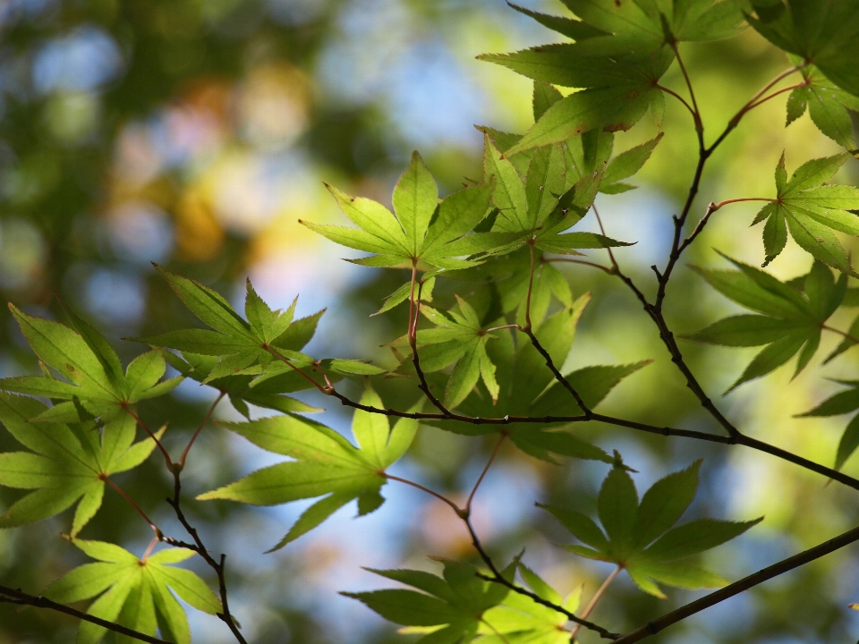 Pianta fiorita
 foglia albero