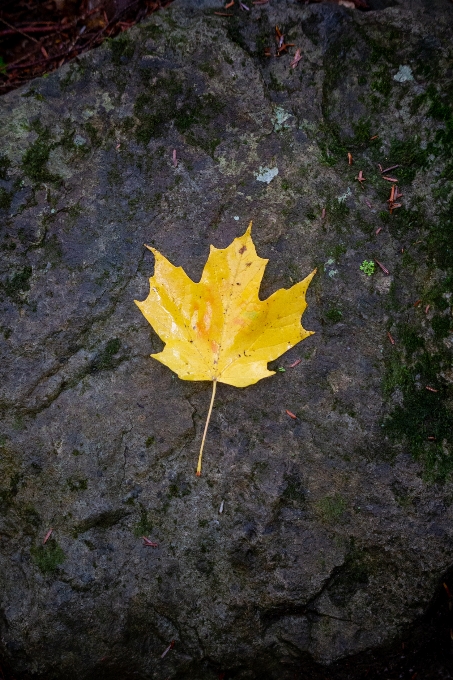 Daun pohon maple
 kuning