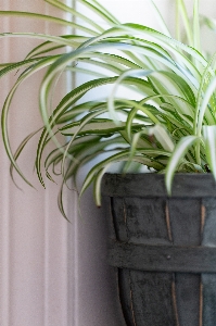 Flowerpot houseplant plant grass Photo