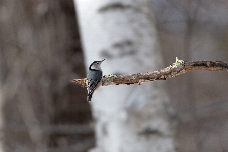 Bird beak wildlife twig Photo