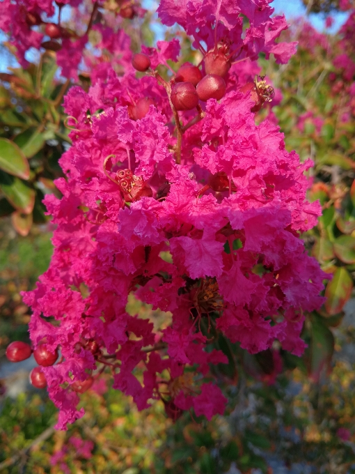 Fleur usine rose arbre