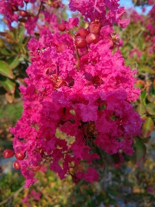 Photo Fleur usine rose arbre