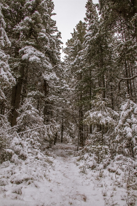 Taiga
 dickicht
 wald bäume