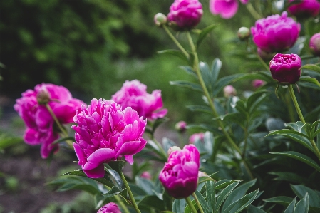 花 開花植物
 植物 花弁 写真