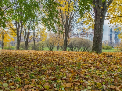 画像 木 自然の中の人々
 自然の風景
 写真