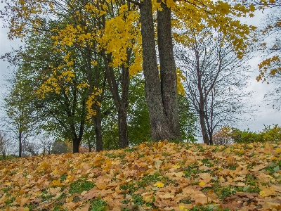 Bild baum blatt laubabwerfend
 Foto