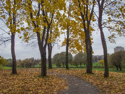 Image tree leaf natural landscape Photo