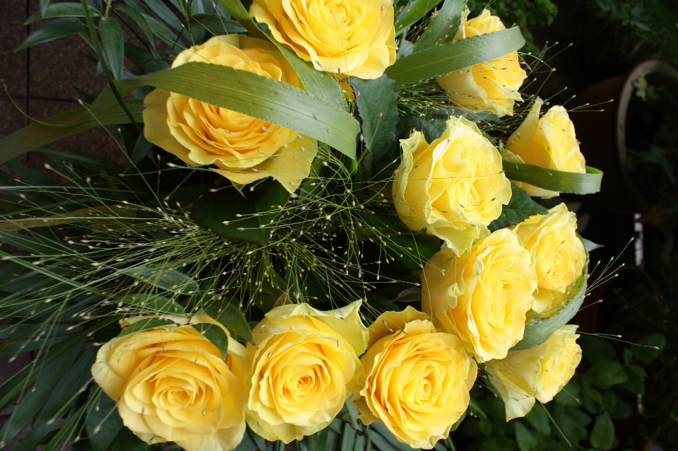 Flor planta com flor
 julia criança rosa
 rosas de jardim
