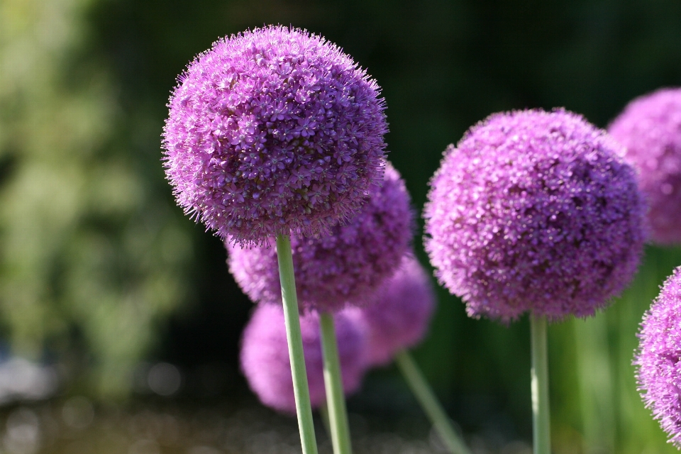 Roxo flor plantar planta com flor
