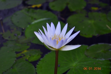 Lotus flower purple pink Photo