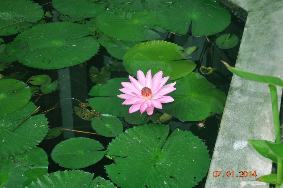 ロータス 花 ピンク ラクシュミ
