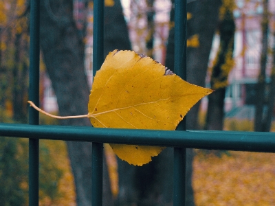 Bild blatt gelb baum Foto